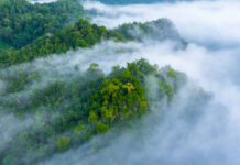 Las selvas y bosques protectores de la vida