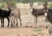 8 de mayo Día Mundial del Burro