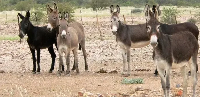 8 de mayo Día Mundial del Burro